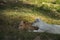 Two cattle calves on the grass in rural Malaysia.