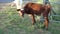 Two cattle calves grazing on short green grass on farm, slow motion