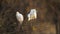 Two cattle egrets in Kruger National park, standing on a branch