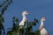 Two Cattle Egrets looking off to the side from a treetop perch