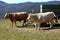 Two cattle heifers waiting near the cart on the pasture, Slovakia