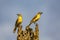 Two Cattle tyrants (machetornis rixosa,) looking opposite directions, Manizales, Colombia