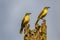 Two Cattle tyrants (machetornis rixosa,) looking to the right an perched on a palm trunk, Manizales,on a