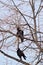 Two Caucasian birds rooks resting in the branches of a maple