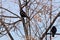 Two Caucasian rooks in the branches of maple in winter