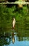 Two caught figh on fishing rod on the background of lake surface.