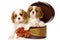 Two Cavalier King Charles Spaniel puppies