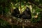 Two Celebes crested macaques on the branch of the tree. Close up portrait. Endemic black crested macaque or the black ape. Natural