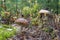 Two ceps and ladybug on mushroom hat