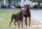 Two chained doberman dogs in the park