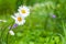 Two chamomile, summer flowers background