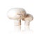 Two champignons Agaricus close-up isolated on a white background