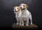 Two charming Jack Russell posing in a studio on a black background