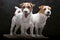 Two charming Jack Russell posing in a studio on a black background