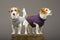 Two charming Jack Russell posing in the studio in warm sweaters