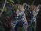 two charming leopard cubs ready to pounce on their prey