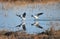 Two cheerful black headed gulls performing mating rituals