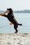 Two cheerful brown labradors jump on sand