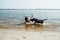 Two cheerful brown labradors play in water