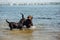 Two cheerful brown labradors play in water