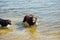 Two cheerful brown labradors play in water