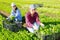 Two cheerful girls harvesting green lettuce on farm field