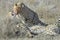 Two Cheetah (Acinonyx jubatus) on savanna, cleaning each other