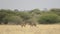 Two cheetah captured in grassland - Central Kalahari Game Reserve, BotswanA