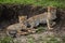 Two cheetah cubs lie against earth bank
