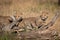 Two cheetah cubs look left behind log