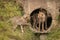 Two cheetah cubs watch another from pipe