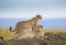 Two cheetah in the savanna. Kenya. Tanzania. Africa. National Park. Serengeti. Maasai Mara.
