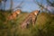 Two Cheetahs, Acinonyx jubatus, sitting  in high grass in savanna, staring directly at camera.  Wildlife scene. Typical  savanna