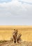 Two Cheetahs in Africa - Vertical with Copy Space