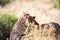 Two cheetahs brush each other after the meal