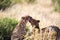 Two cheetahs brush each other after the meal