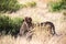 Two cheetahs brush each other after the meal