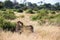 Two cheetahs brush each other after the meal