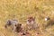 Two cheetahs eat prey. Masai Mara, Kenya