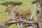 Two Cheetahs On Fallen Tree, Masai Mara, Kenya