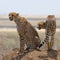 Two cheetahs on the hill in the savannah. Kenya. Tanzania. Africa. National Park. Serengeti. Maasai Mara.