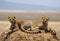 Two cheetahs on the hill in the savannah. Kenya. Tanzania. Africa. National Park. Serengeti. Maasai Mara.