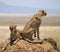 Two cheetahs on the hill in the savannah. Kenya. Tanzania. Africa. National Park. Serengeti. Maasai Mara.