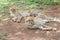 Two Cheetahs lying down in the shadows