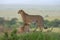 Two Cheetahs on a mount, Maasai Mara, Kenya, Africa.