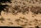 Two cheetahs moving in the arid landscape in the Kalahari Desert in the Kgalagadi Transfrontier Park b