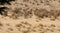 Two cheetahs moving in the arid landscape in the Kalahari Desert in the Kgalagadi Transfrontier Park b