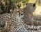 Two cheetahs relaxing below a small bust at Masai Mara,Kenya