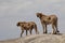 Two cheetahs on a rock