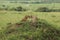 Two cheetahs seem to kiss while resting on a small hill in the Masai Mara in Kenya